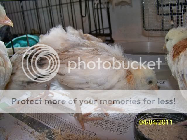 chicks028.jpg