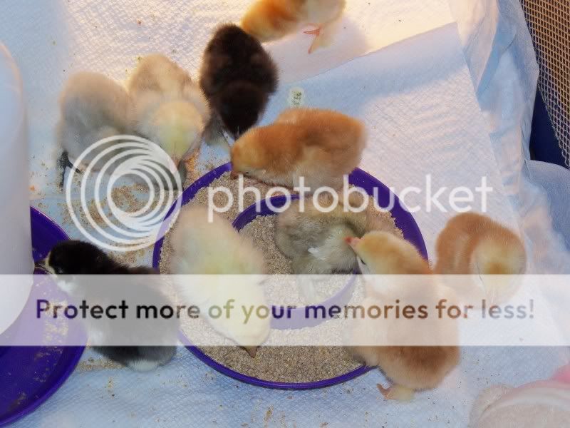 chicks031.jpg