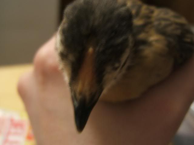 DSCF5369.jpg