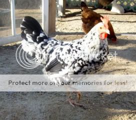 leghorn.jpg