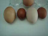 eggs005-1.jpg