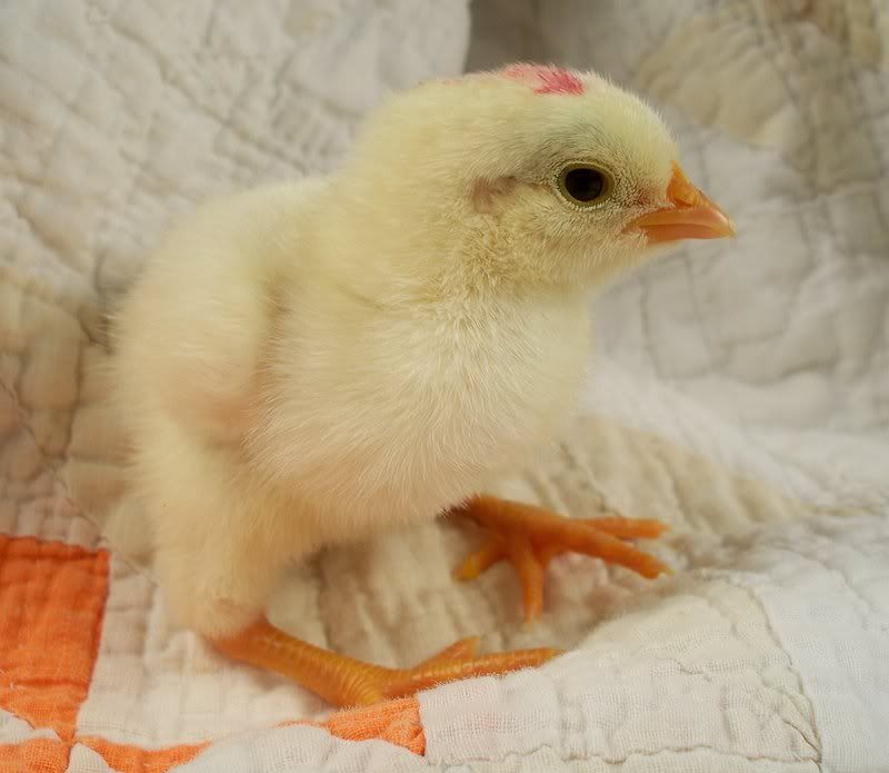 chick02.jpg