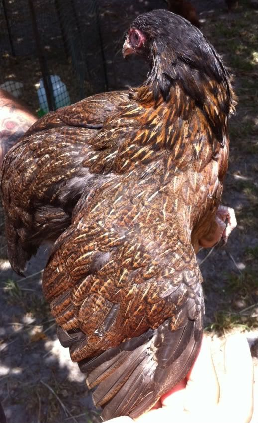 blackchick4.jpg