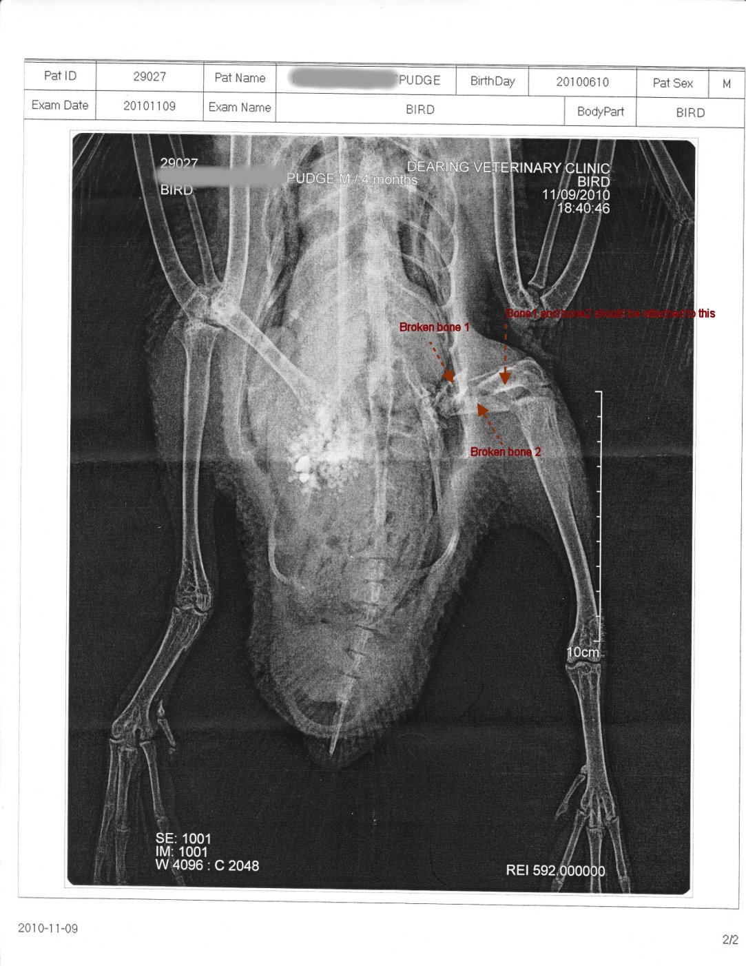 pudgexray.jpg