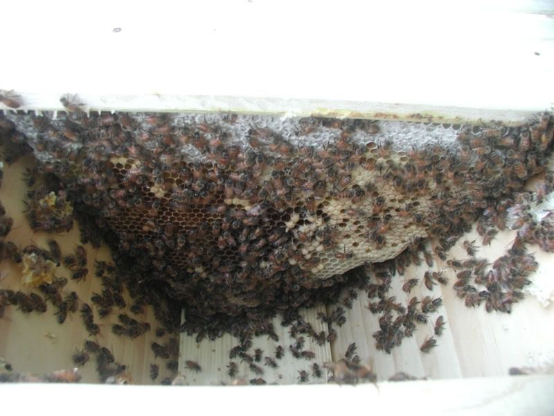 bees8.jpg