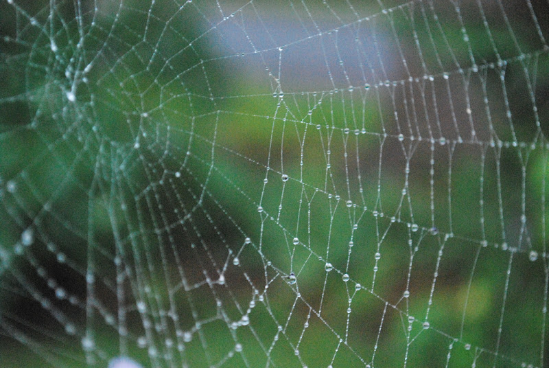 spiderweb%201.jpg
