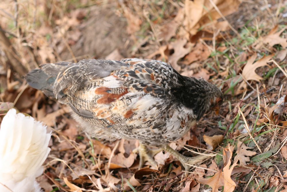 chicken-a-2.jpg