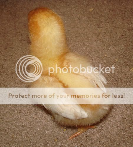 040510f.jpg