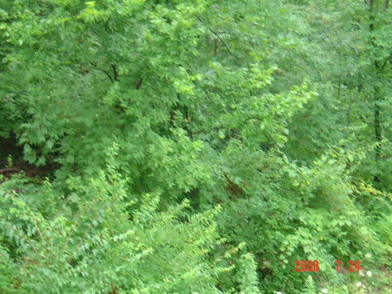 goatareas002.jpg