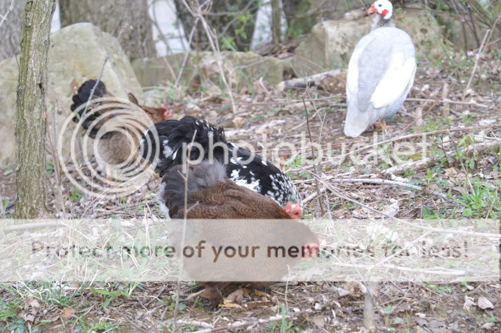 mychickens025-2.jpg