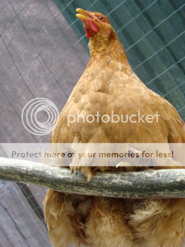 ChickPicks2193.jpg