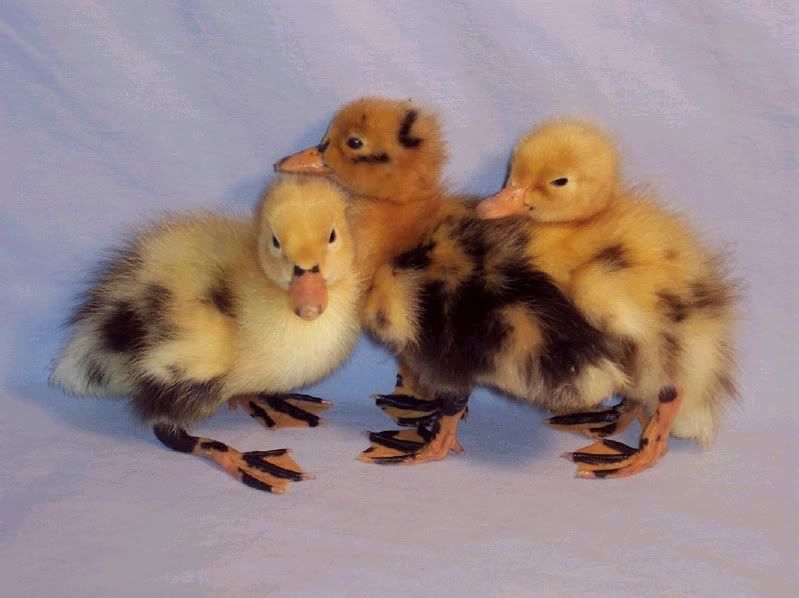 anconaducklings.jpg