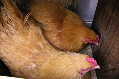 nesting-box-number-6-500x333.jpg
