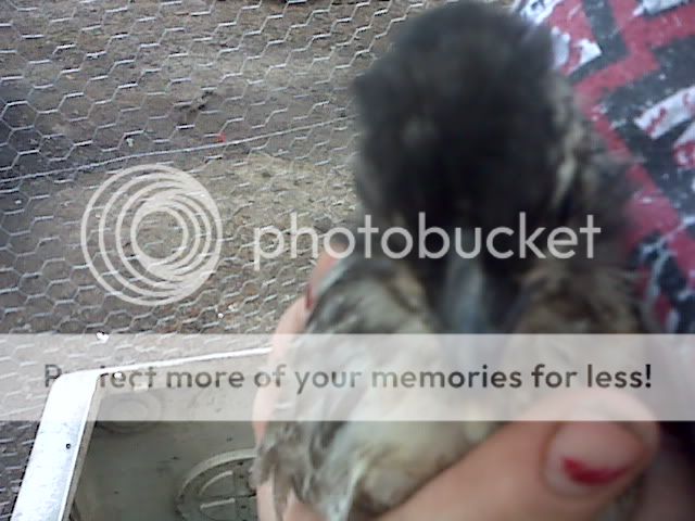 IMG01616.jpg