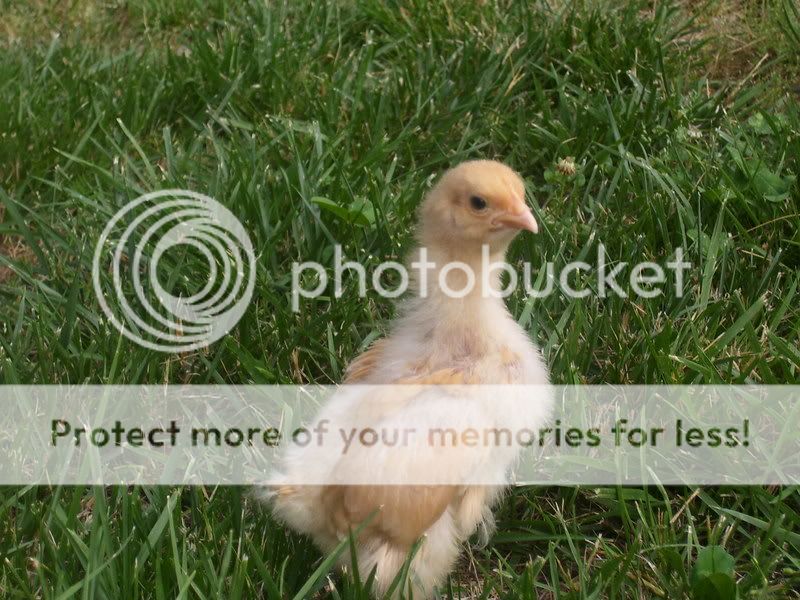 Chicks047.jpg