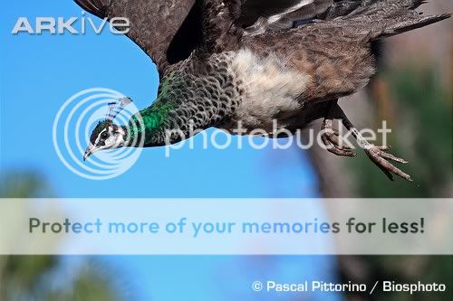 Female-Indian-peafowl-in-flight.jpg
