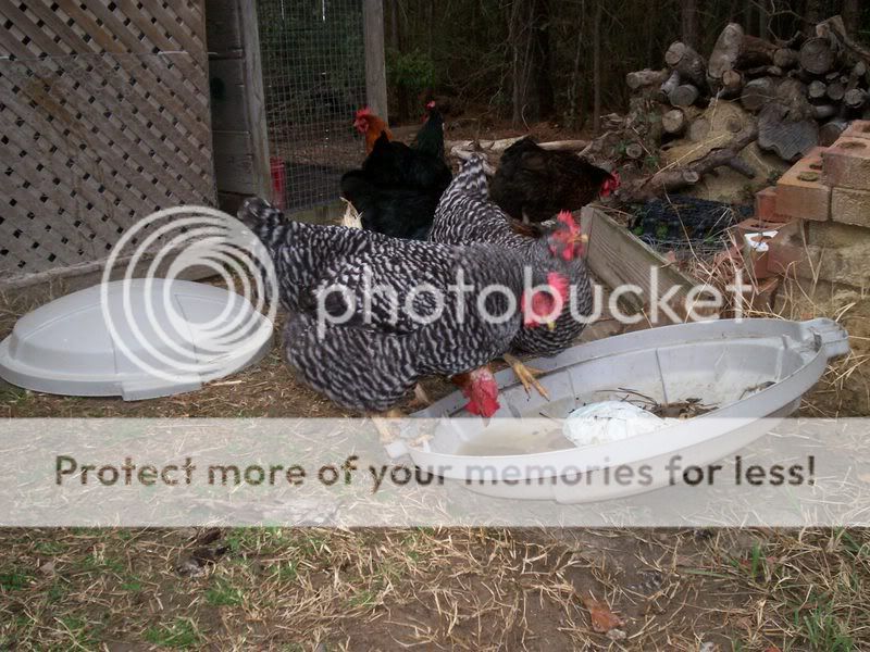 ValentinesDaypictures002.jpg