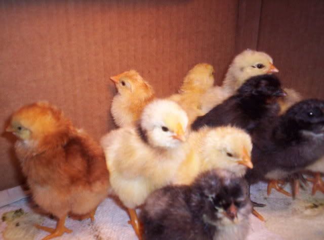 Babychicks034.jpg