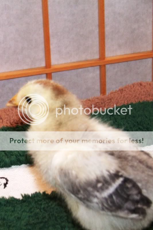 DSCF5616.jpg