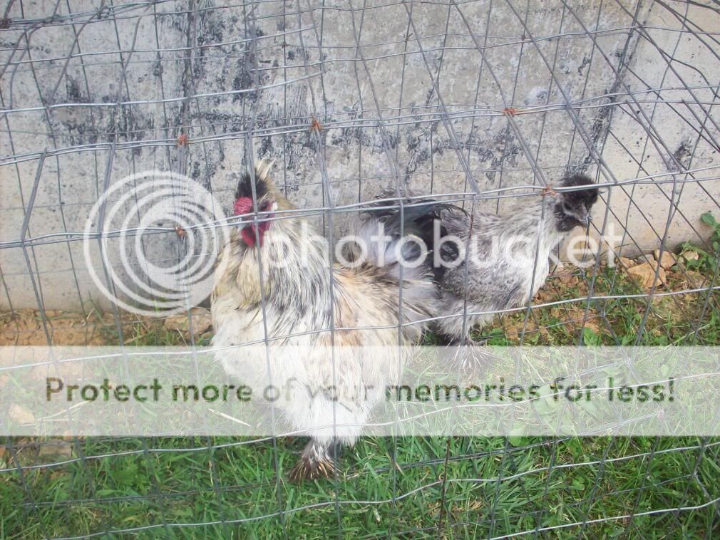 chickens075.jpg