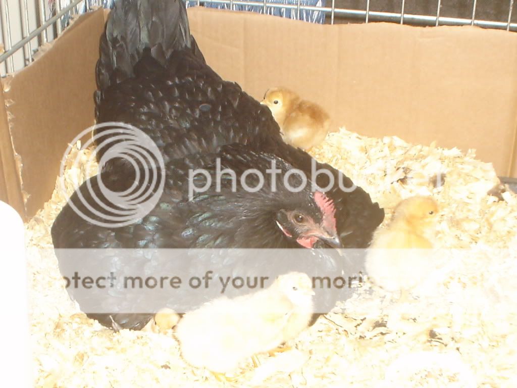 Kidswithchickens003.jpg