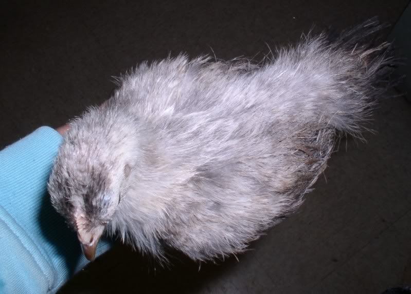 penciledsilverpartridge007.jpg