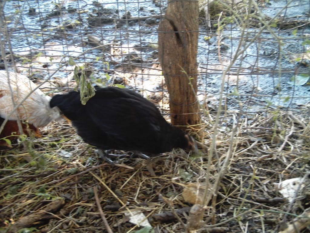 animals022.jpg