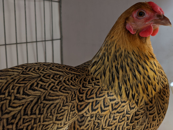 A-gold-pencilled-Wyandotte-bantam.jpg