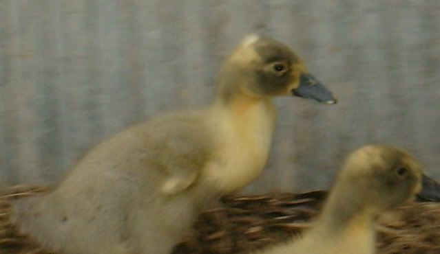 duckquestions021.jpg