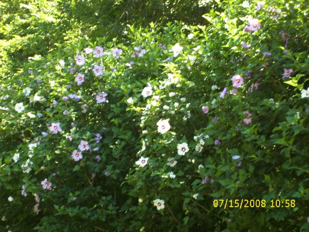 roseofsharon071508017.jpg