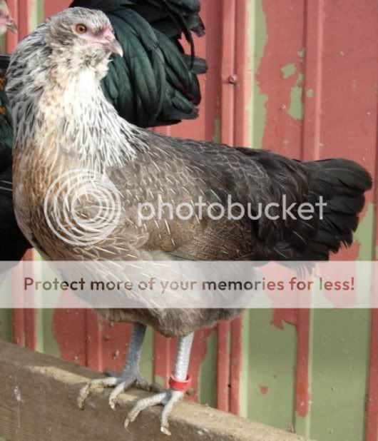 lfsilverf.jpg