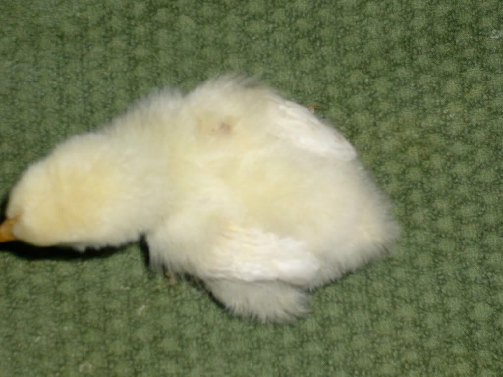 P1020201.jpg