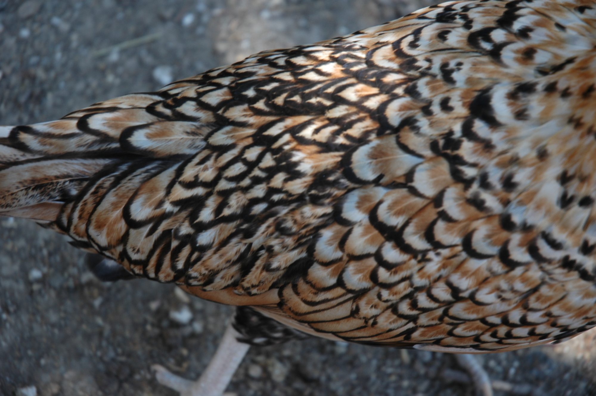 600x399px-LL-53167073_DSC_3723.jpeg