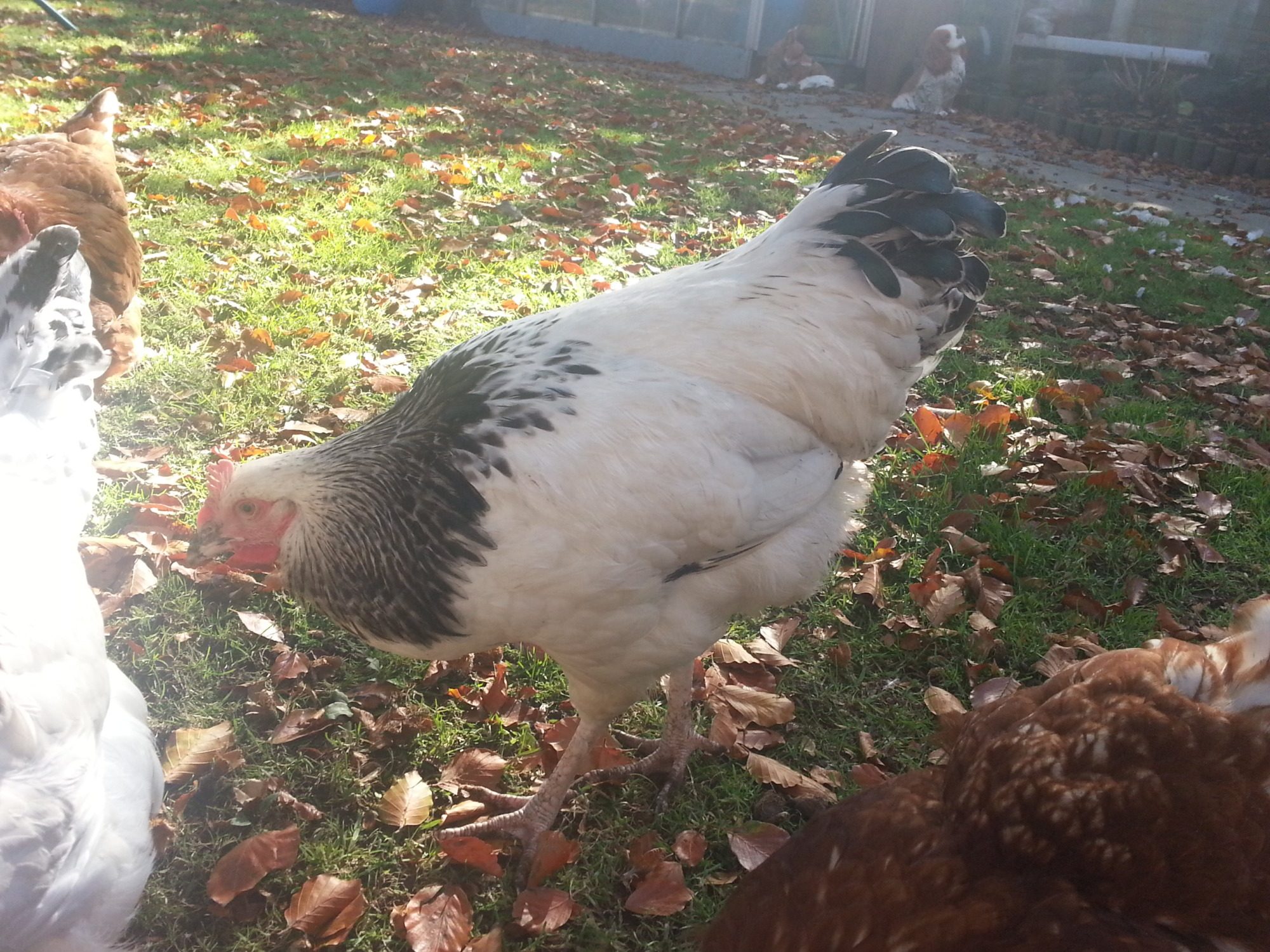 900x900px-LL-309df356_2012-10-1413.51.36.jpeg