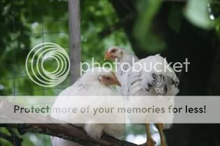 5262009chickens011.jpg