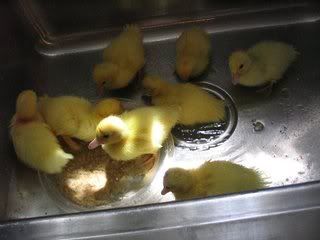 tinyduckiesinthesink.jpg