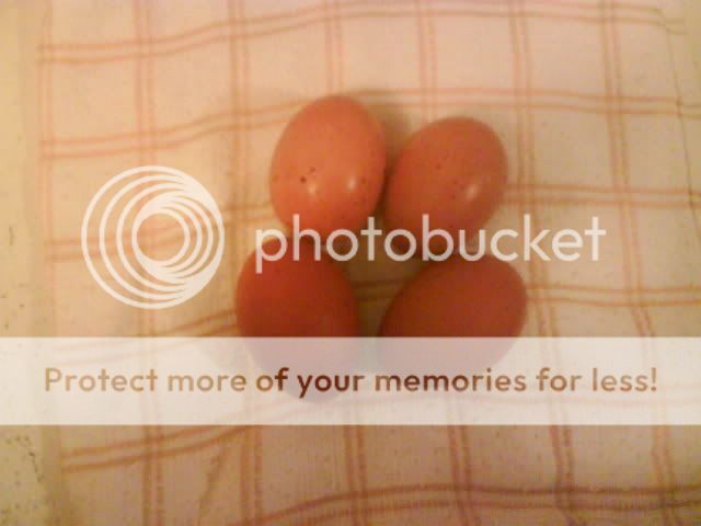 eggs10-16-2008.jpg