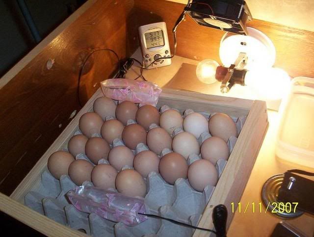 eggturner1.jpg