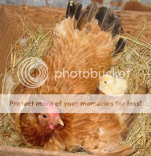 silkie1.jpg