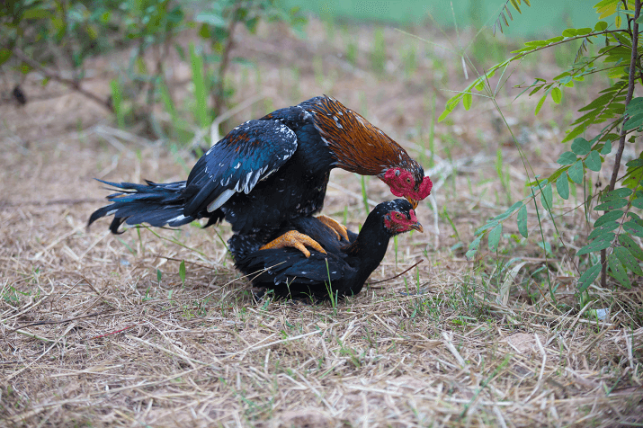 Chickens-Mating-2.png