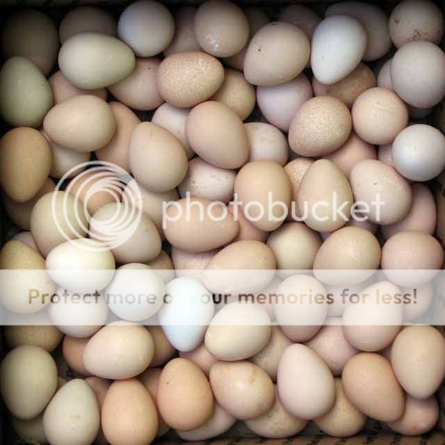 box-of-guinea-eggs.jpg