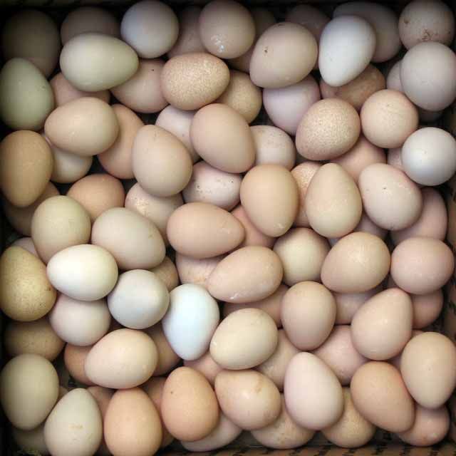 box-of-guinea-eggs.jpg