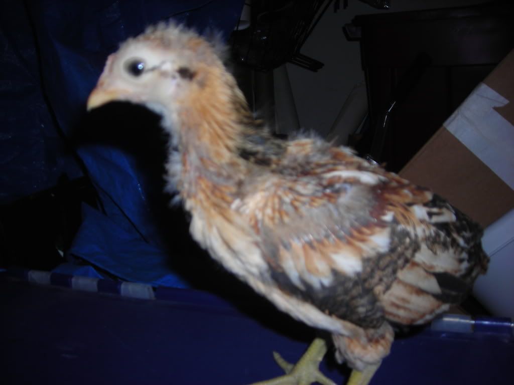 DSCN1413.jpg