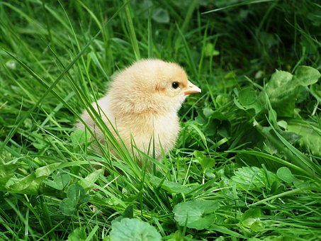 chicks-980803__340.jpg