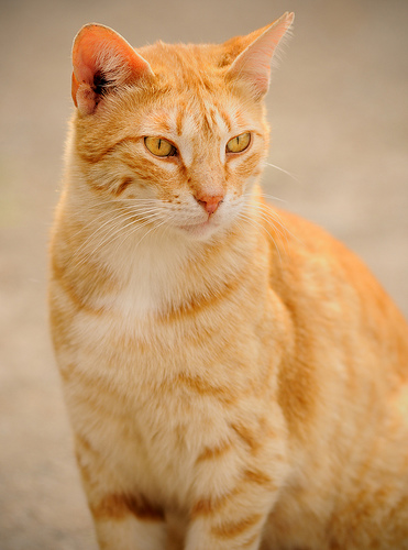 Foxtail.jpg
