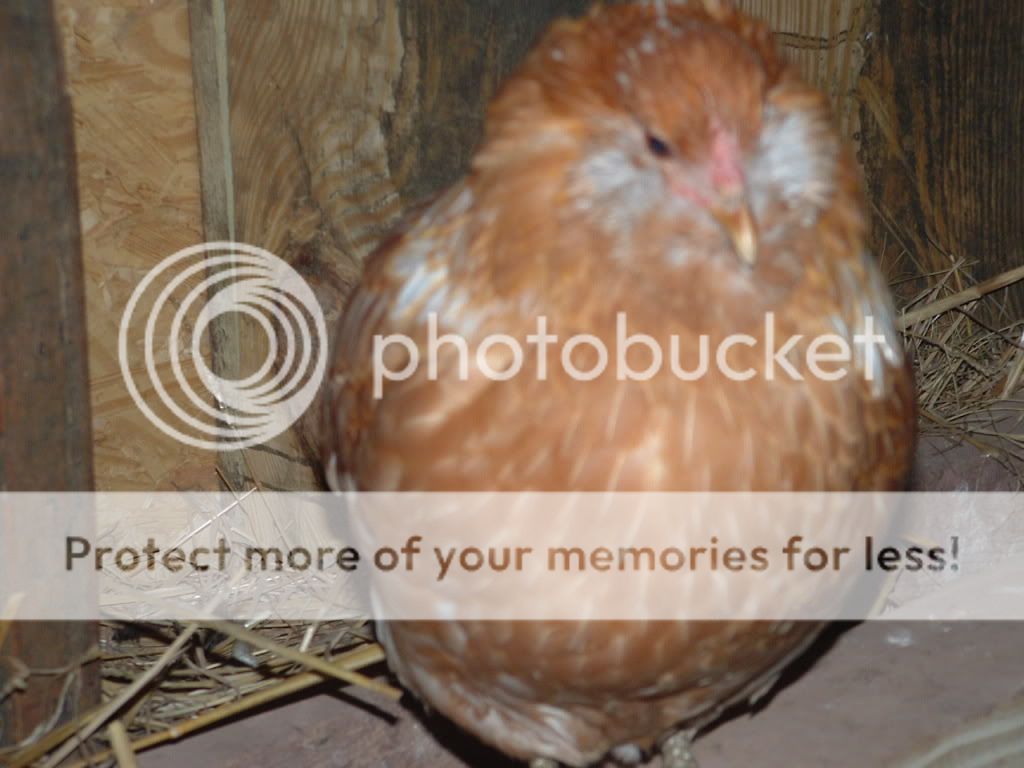 chickies093.jpg