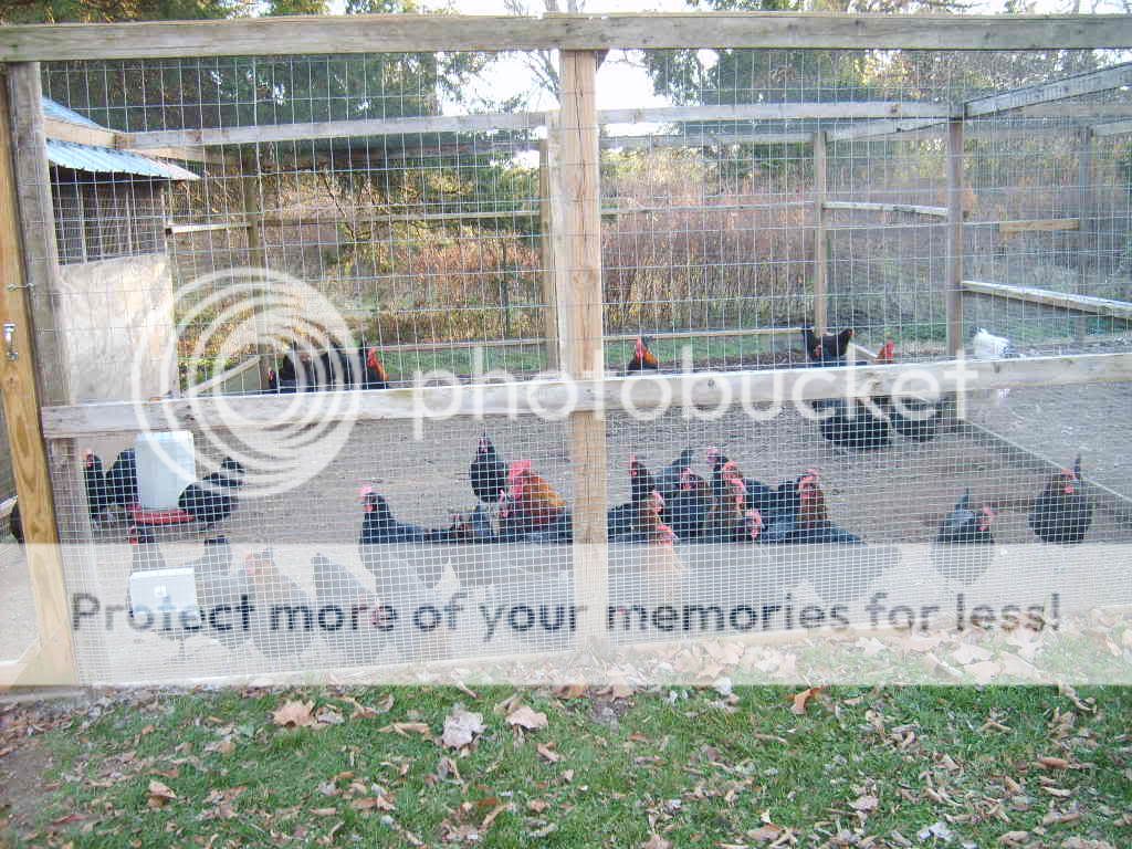 ThomDeans11-28-09028.jpg