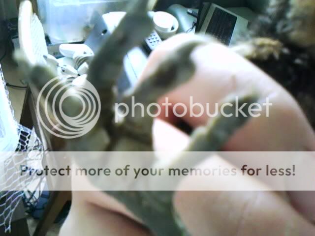 IMG0463A.jpg
