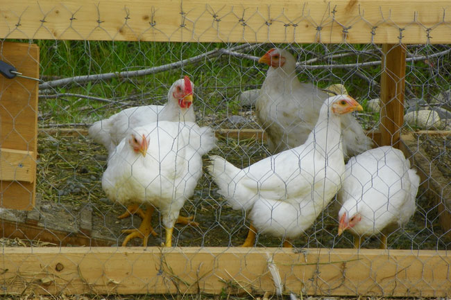 mean-chicken-2.jpg