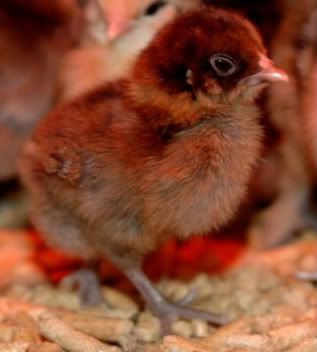 DSC_0102Small.jpg